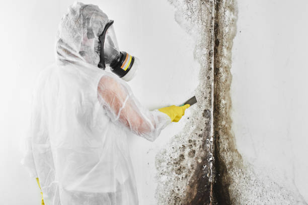 Trusted Pisgah, AL Mold Prevention & Removal  Experts